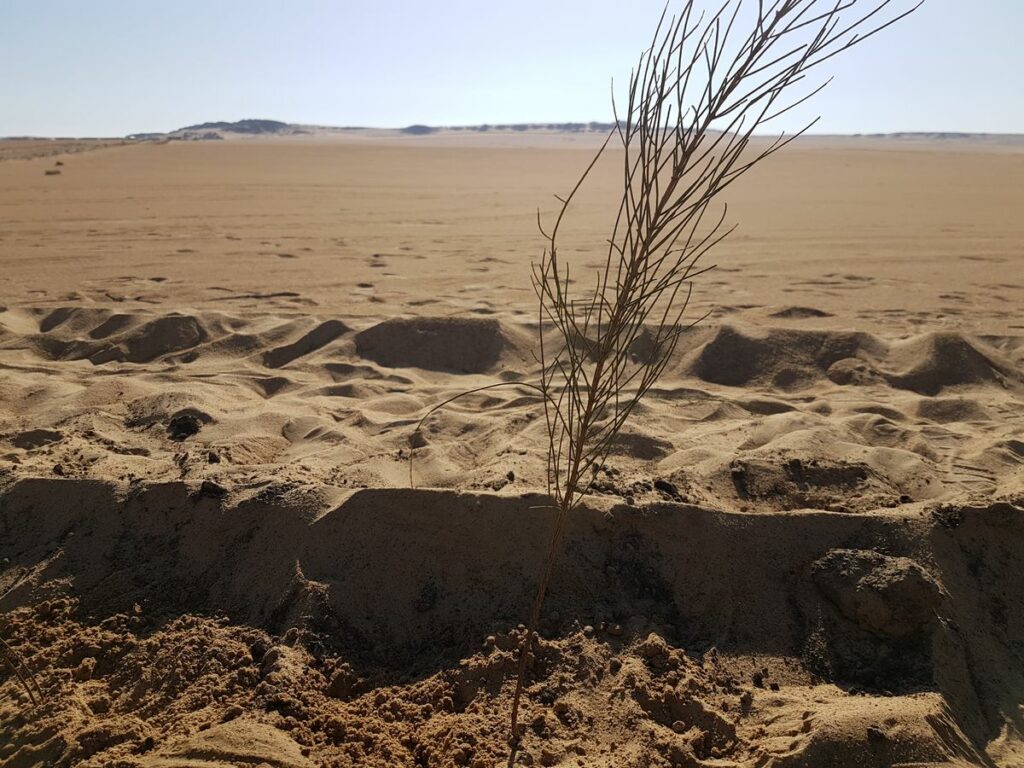Planting trees in the Wahat Desert (Sekem): freshly planted seedling