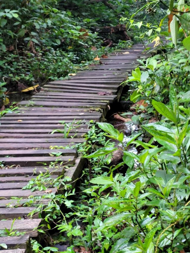 Ökotourismus mit KAFRED: Holzbrücke durch den Sumpf in Bigodi