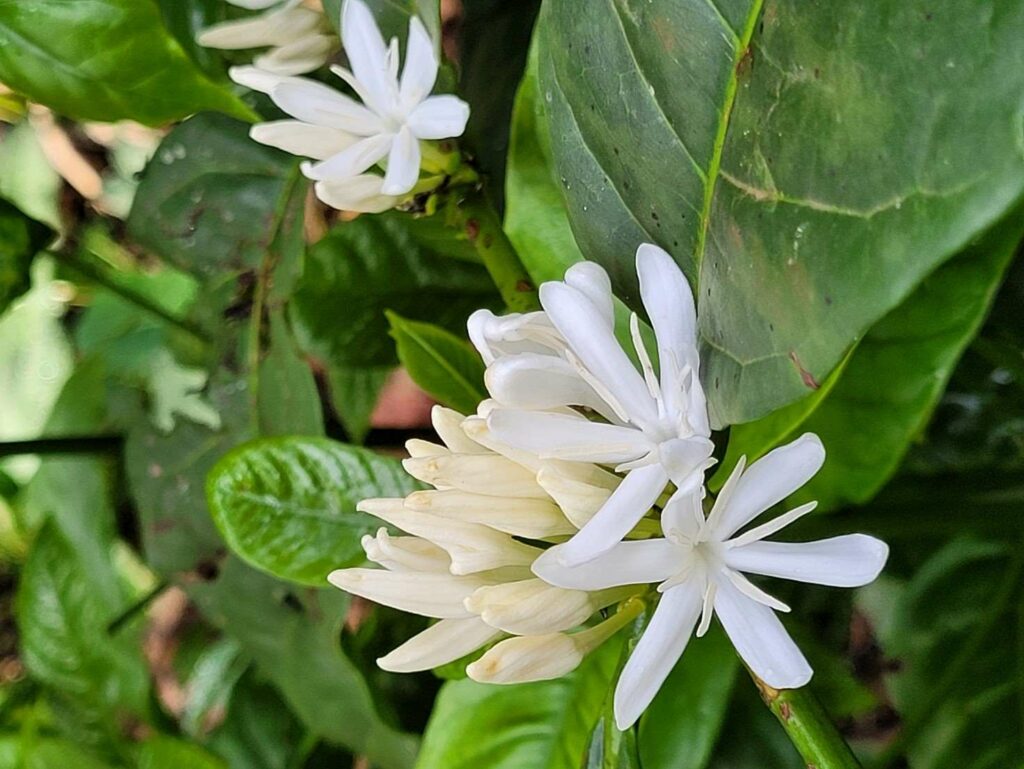 weiße Blüten einer Kaffeepflanze