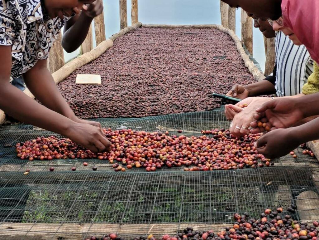 KAFRED-Team verarbeitet Kaffeebohnen für KAFRED