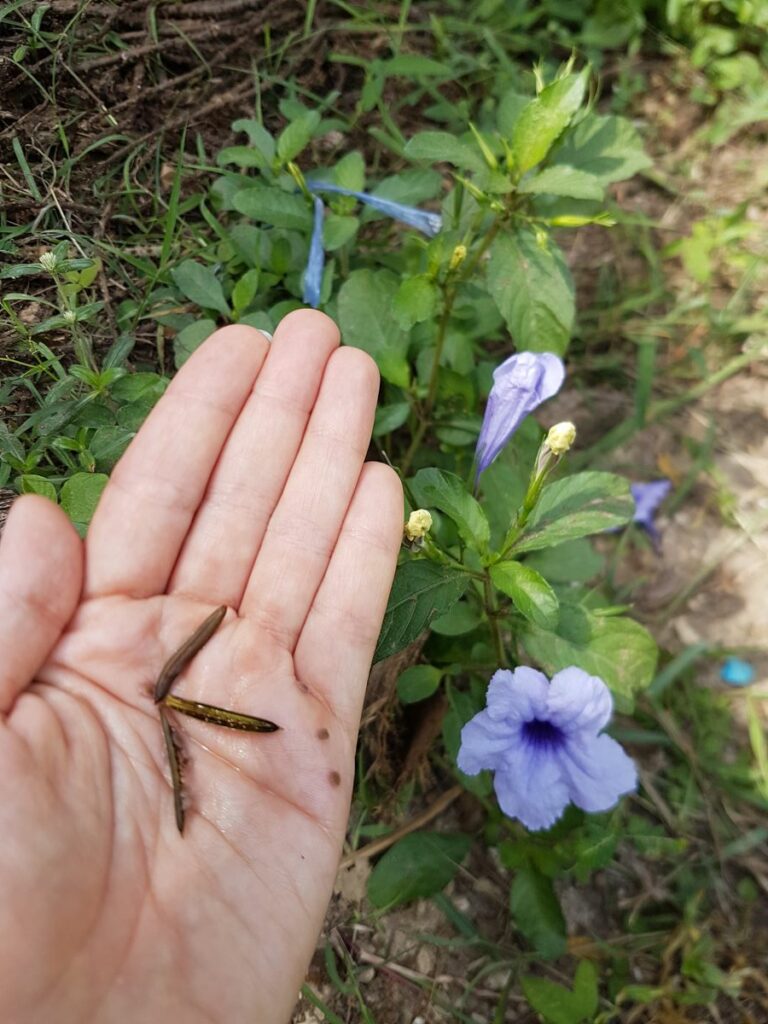 Blume Ruellia tuberosa auf dem Biohof OurLand