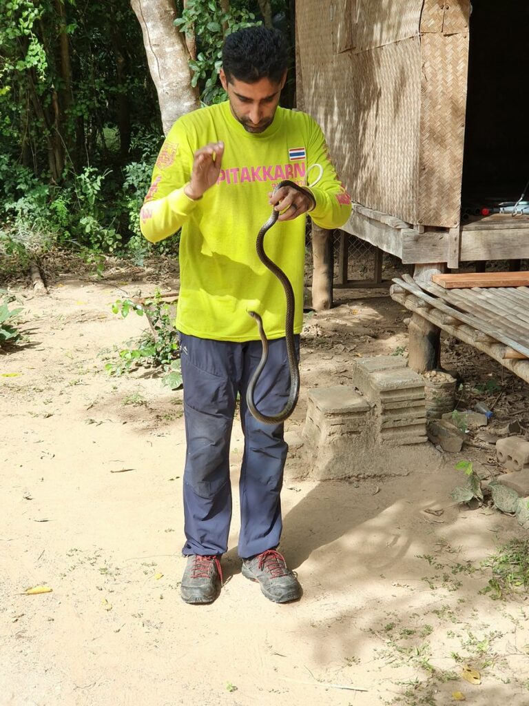 Gerettete und freigelassene Schlange im Ökodorf OurLand, Thailand