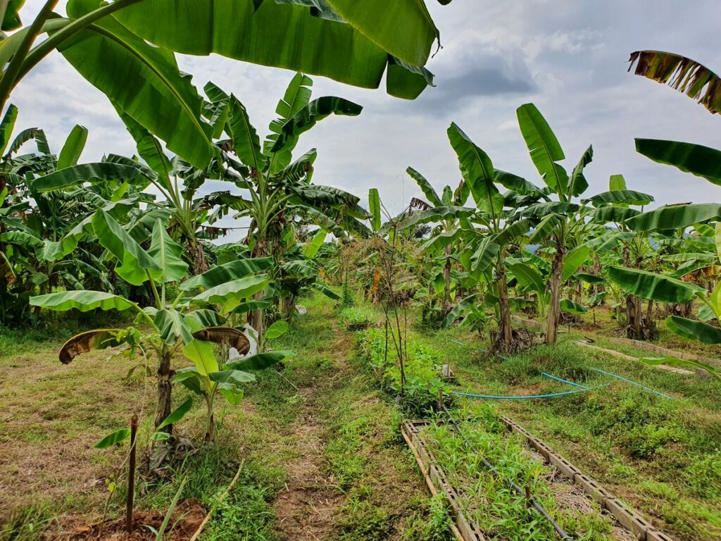 Selbstversorgung mit Lebensmitteln, OurLand, Thailand, Ökodorf