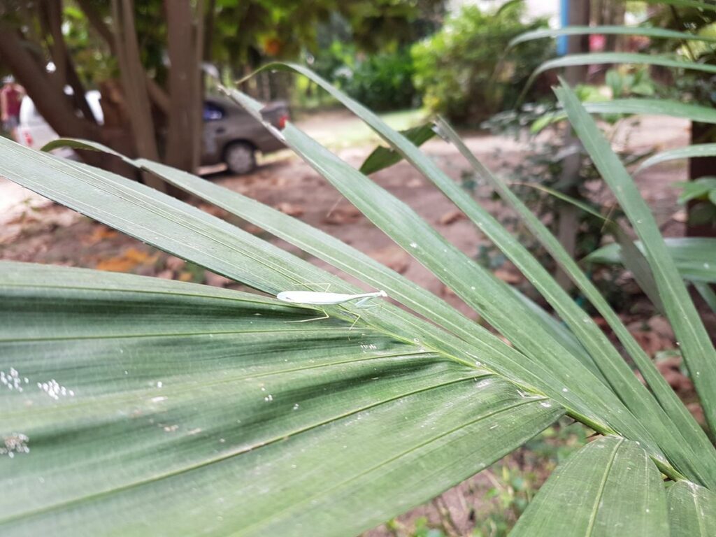 Insektenvielfalt bei OurLand: eine Gottesanbeterin