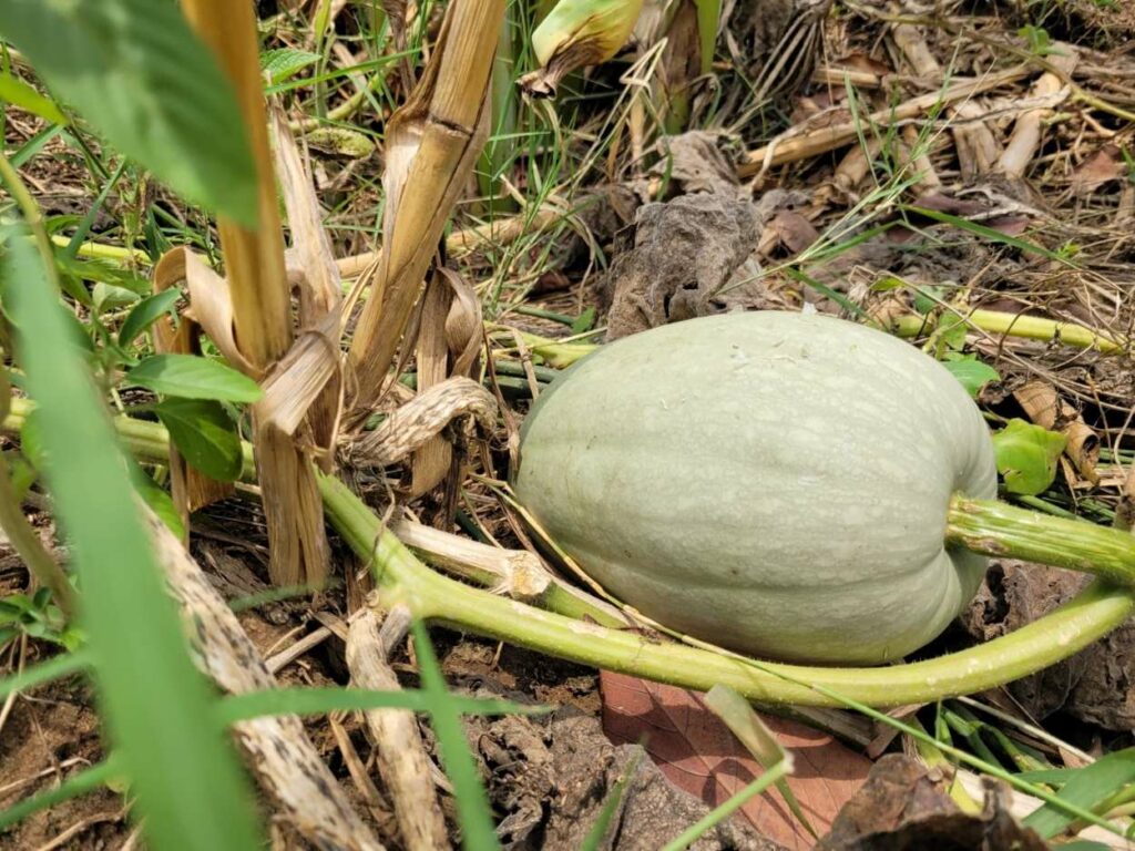 Grüner Kürbis auf der Ackerfläche; regenerative Landwirtschaft und Agroforstwirtschaft; Ugandas wichtigste Nahrungspflanze, Matoke