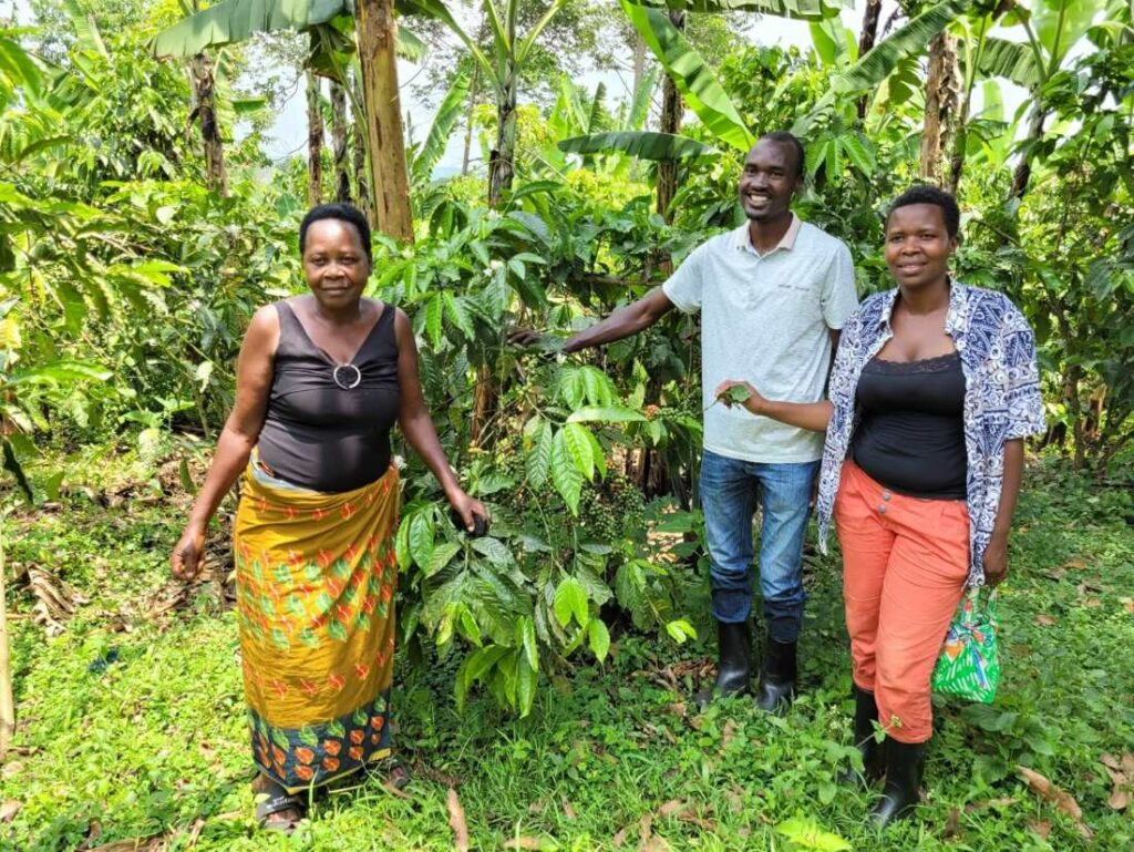 eine Bäuerin und zwei AusbilderInnen für regenerative Landwirtschaft von KAFRED in einem Kaffeegarten in Uganda