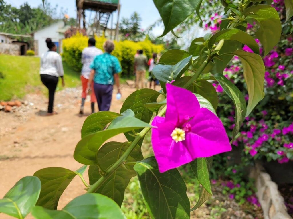 lila Blume in Uganda; Ökotourismus-Tour