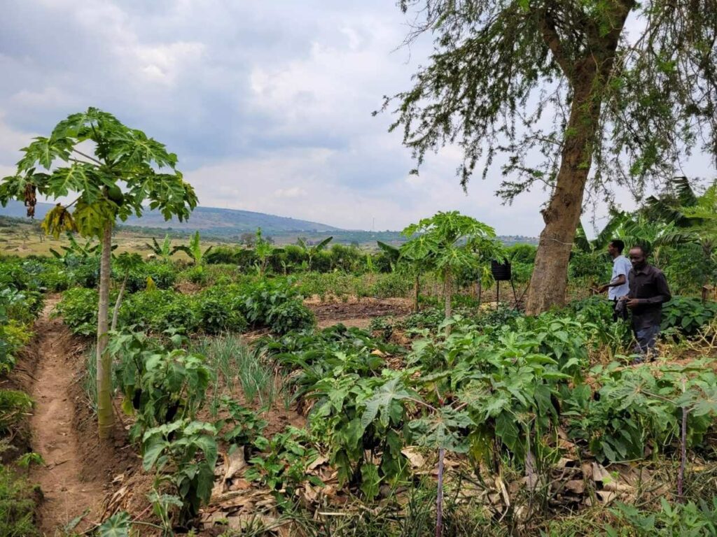 Permakultur-Garten einer vertriebenen Familie, die im Rahmen des "Re-Farm"-Projekts von YICE in der Flüchtlingssiedlung Nakivale ausgebildet wurde.