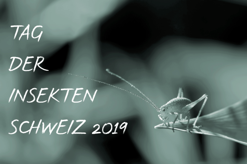 Tag der Insekten Schweiz 2019 Insect Respect