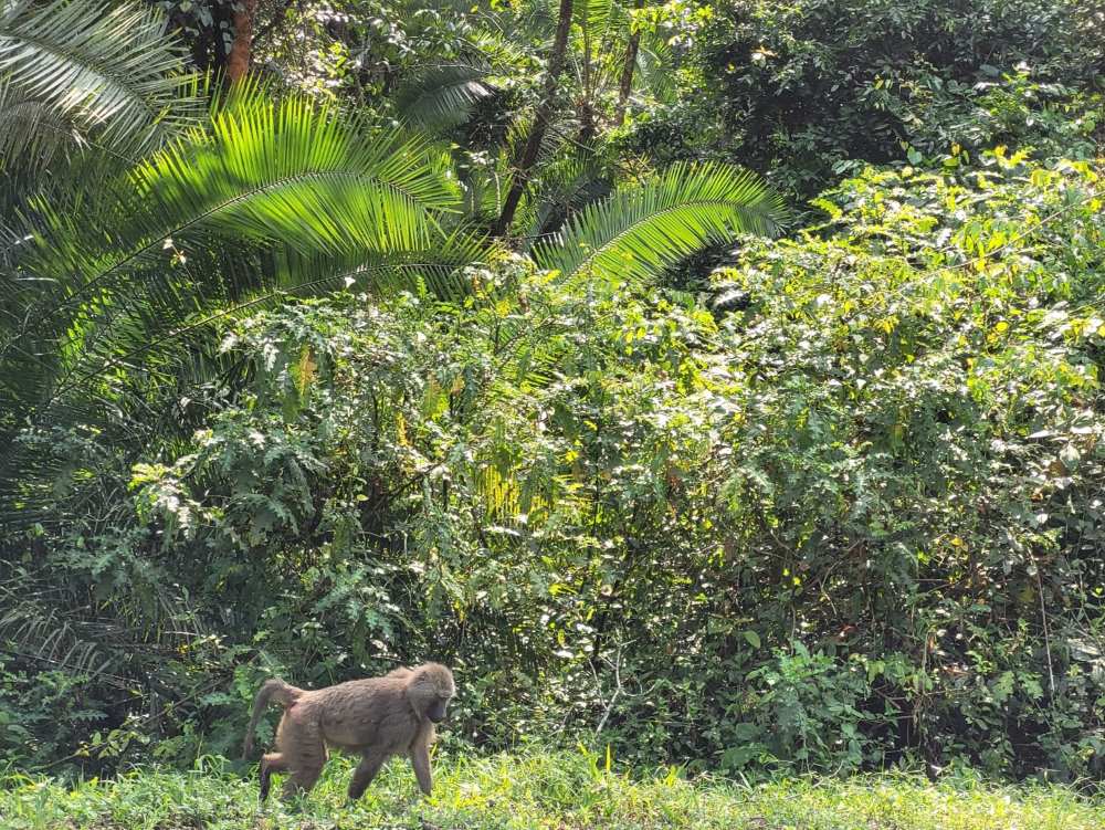 Pavian im Kibale-Nationalpark, Uganda; geführte Touren mit der Ökotourismus-Organisation KAFRED