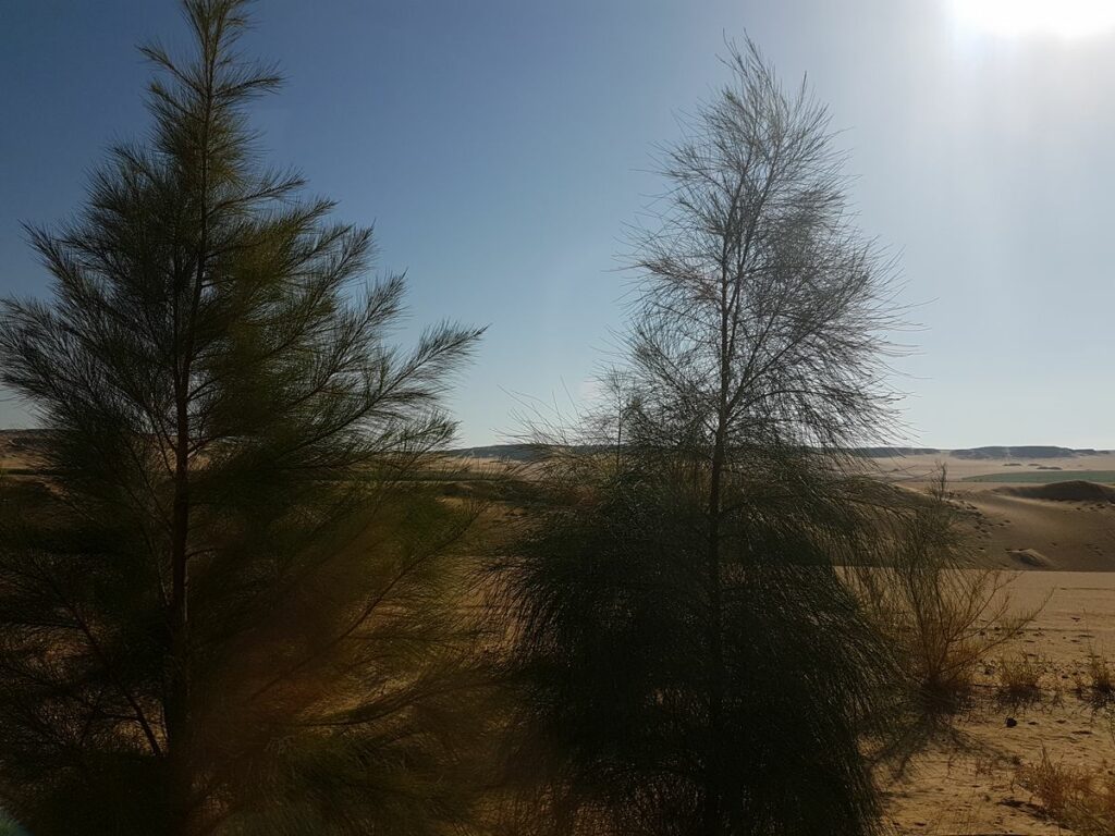 Bäume pflanzen in der Wahat Wüste (Sekem): Baum nach 1 Jahr