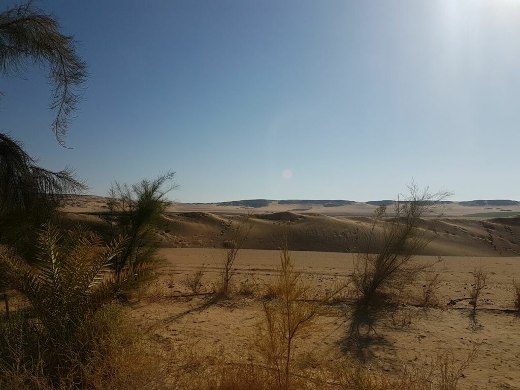 Bäume pflanzen in der Wahat Wüste (Sekem): Bäumchen nach 6 Monaten