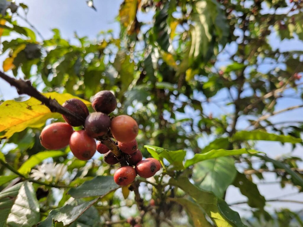 coffee plant in regenerative agriculture