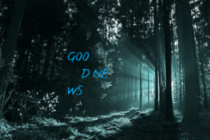 Sonne scheint durch Bäume. Text auf Bild: GOO D NE WS