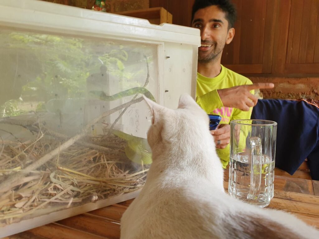 OurLand, Thailand: cat fascinated by snake