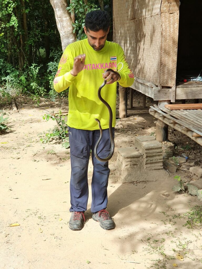 Snake rescued and released at OurLand ecovillage, Thailand
