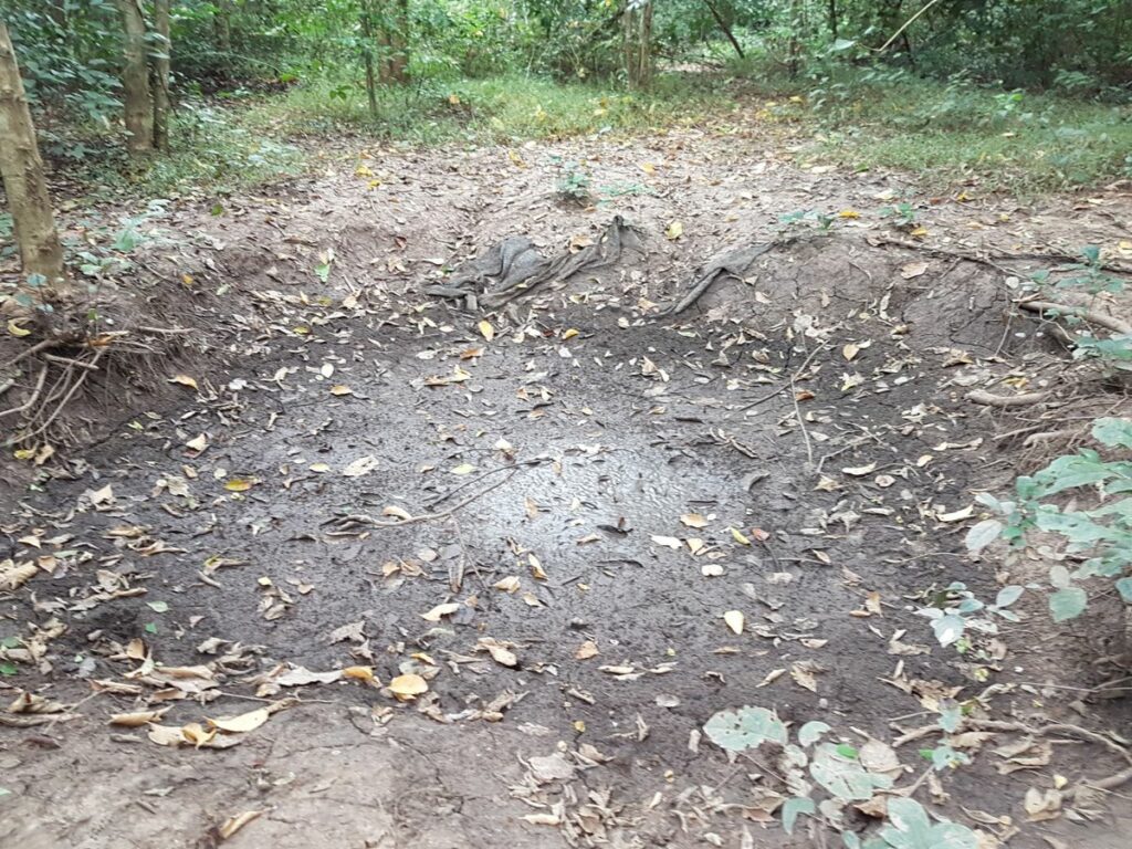 Mud holes: wild elephants’ favorite place at the OurLand conservation territory