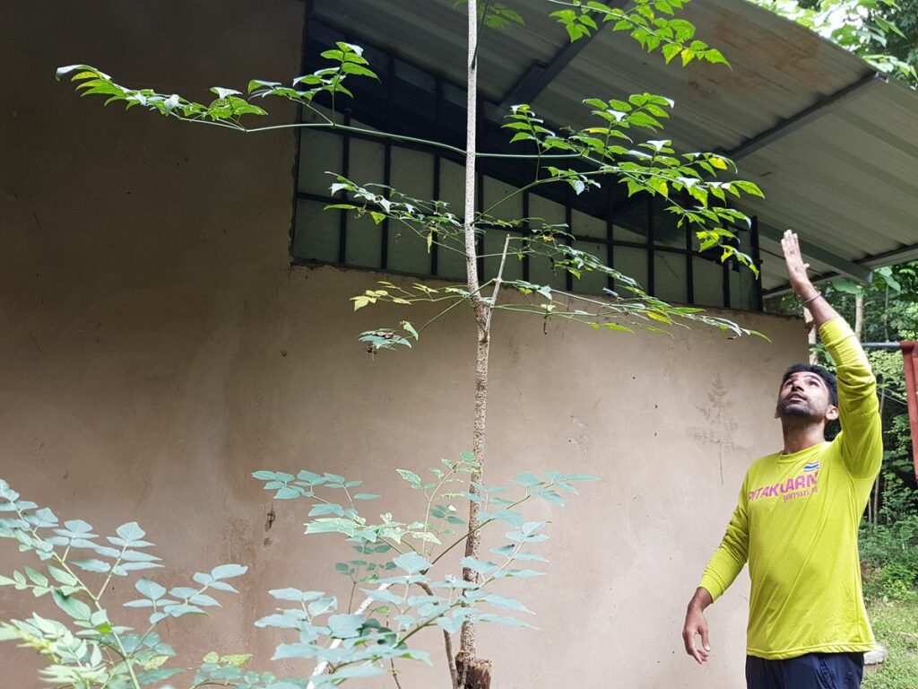 Human-elephant conflict: elephant hit his head on roof of house in OurLand Ecovillage.