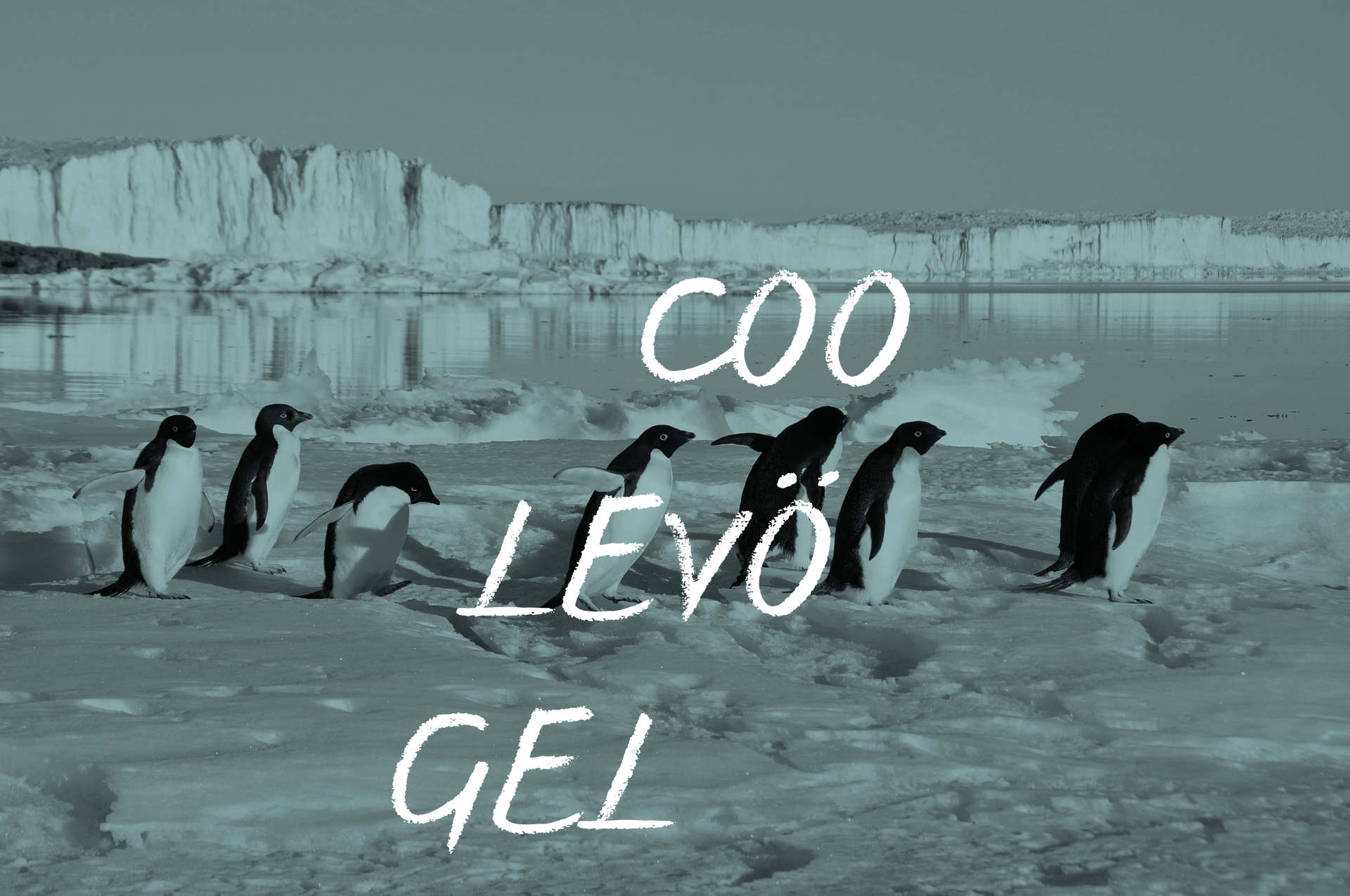 Pinguine in einer Reihe. Text: Coole Vögel.