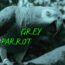 Grauer Papagei. Text auf Bild: GREY PARROT.