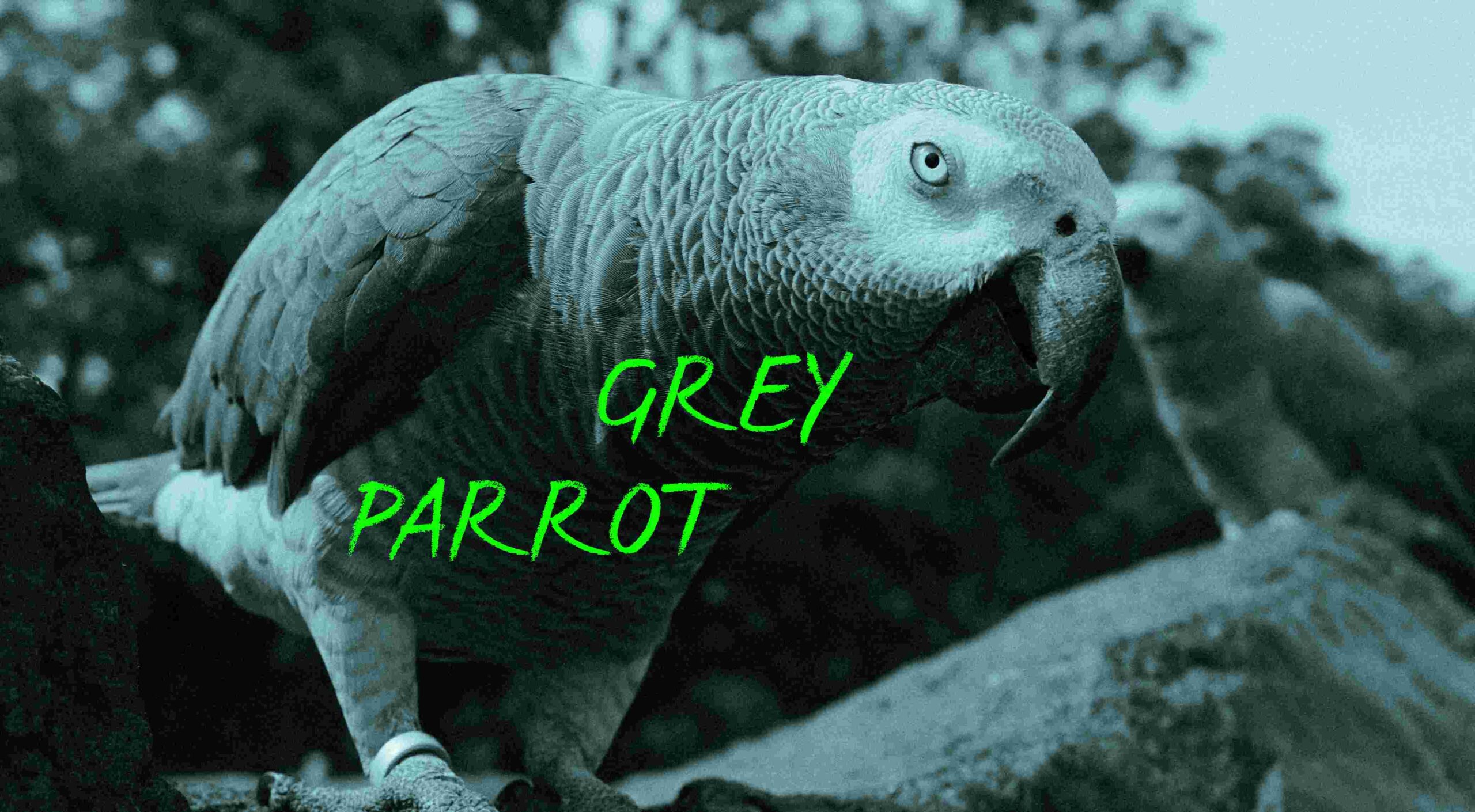 Grauer Papagei. Text auf Bild: GREY PARROT.