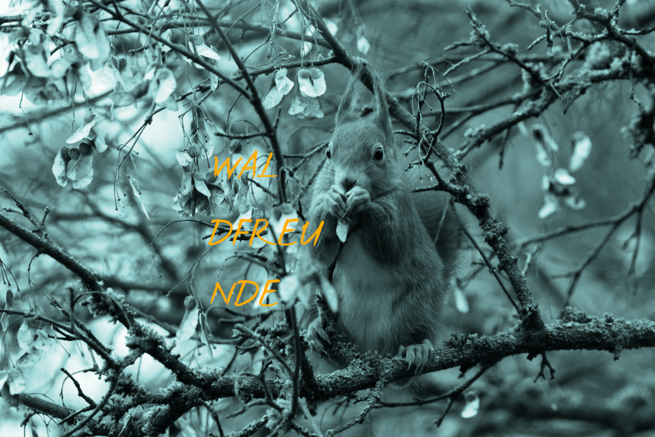 Eichhörnchen zwischen Baumzweigen. Text auf Bild: WAL DFREU NDE