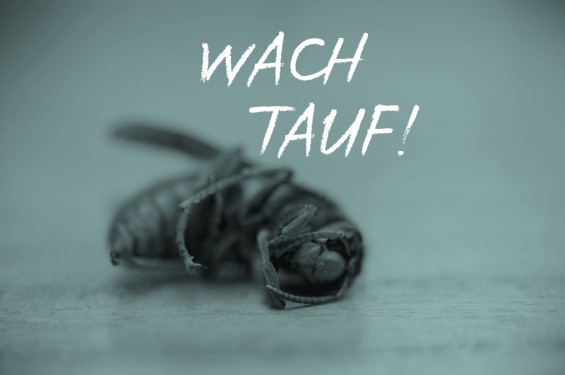 Das Insektensterben brummt! Tina Teucher Wach auf! Insekten Wespe Fliege Biene