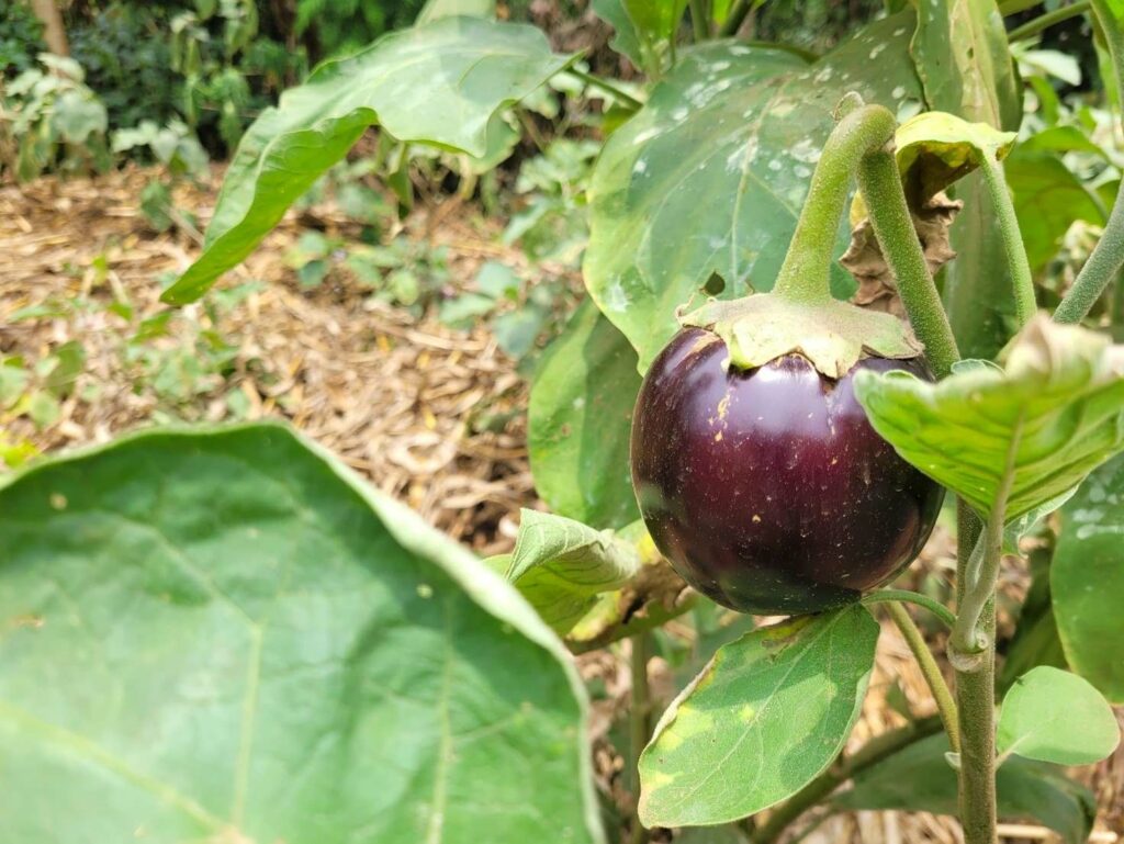 ripe eggplant in refugee permaculture garden